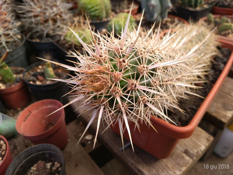 Machaerocereus eruca 