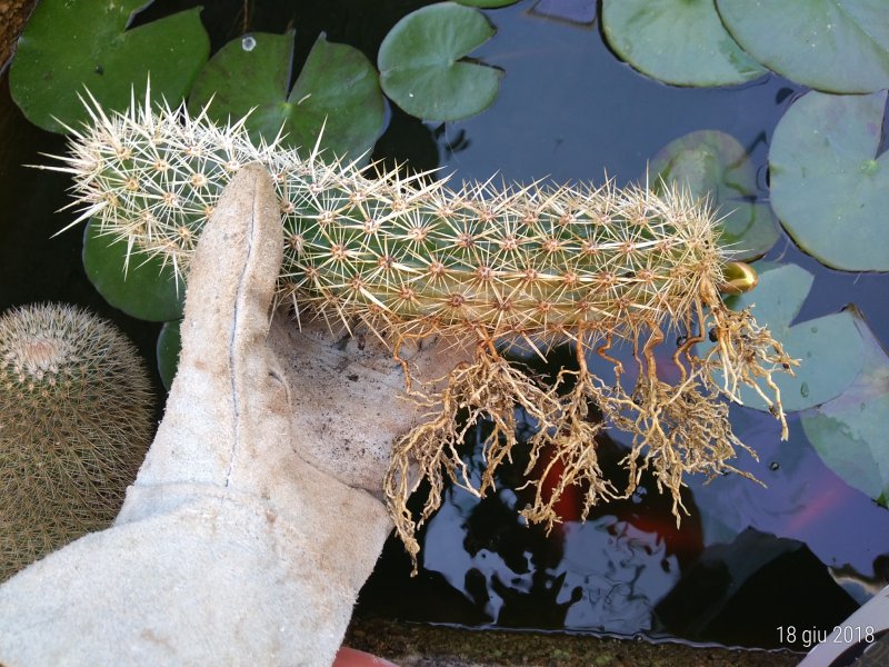 Machaerocereus eruca 