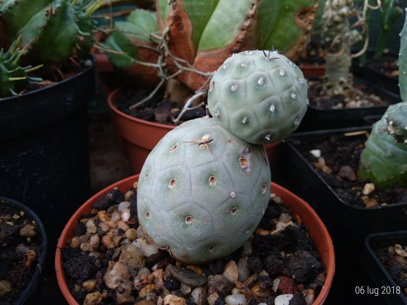 Tephrocactus geometricus 