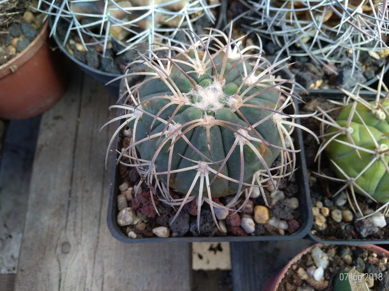 Gymnocalycium spegazzinii 