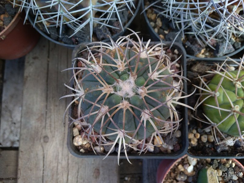 Gymnocalycium spegazzinii 