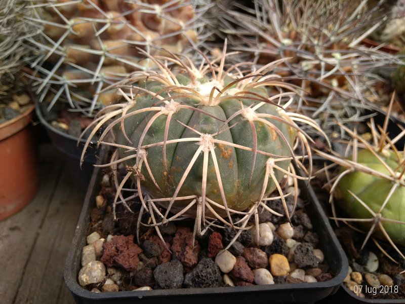 Gymnocalycium spegazzinii 