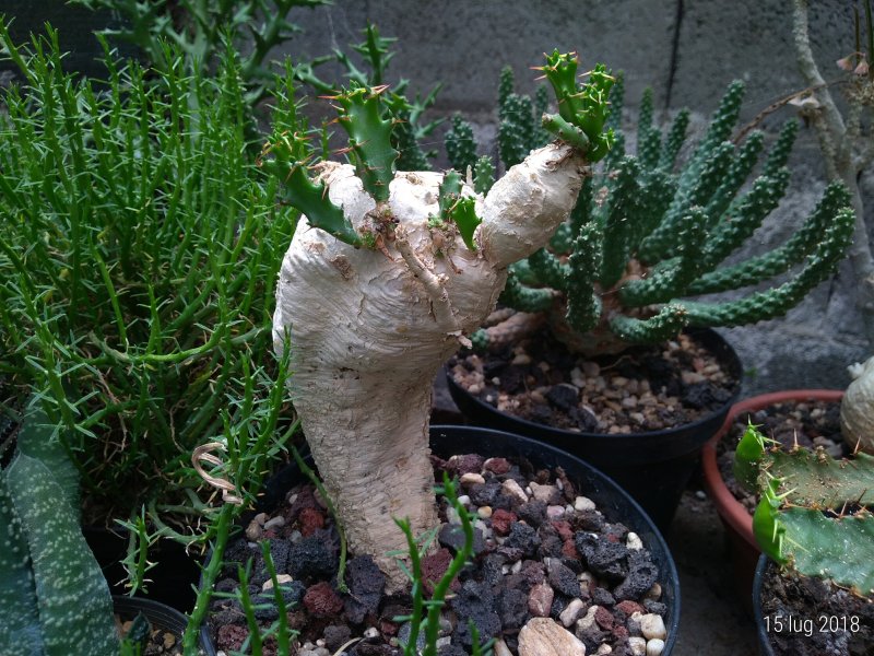 Euphorbia squarrosa 