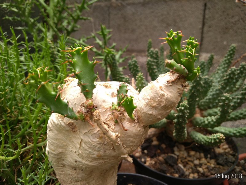 Euphorbia squarrosa 