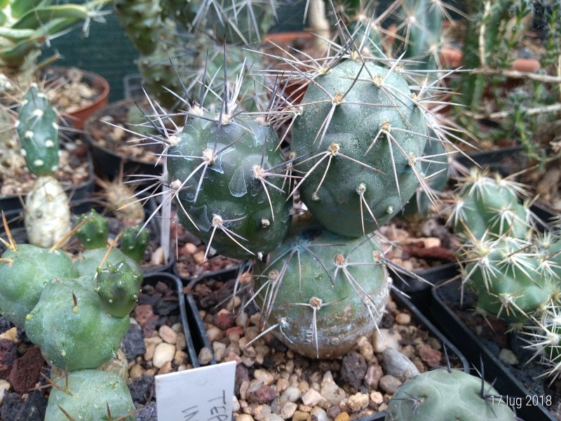 Tephrocactus alexanderi 