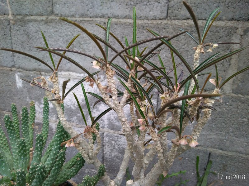 Euphorbia waringiae 