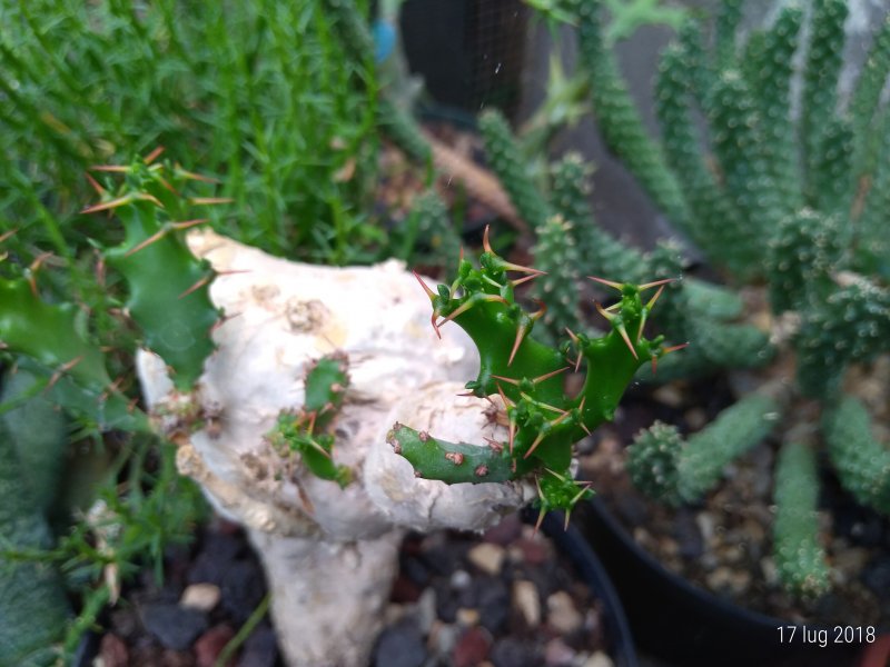 Euphorbia squarrosa 