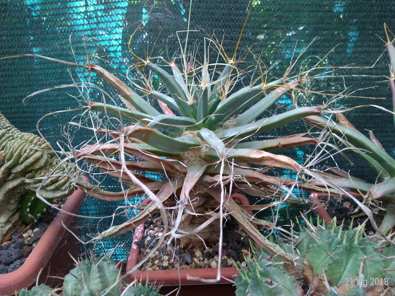 Leuchtenbergia principis 