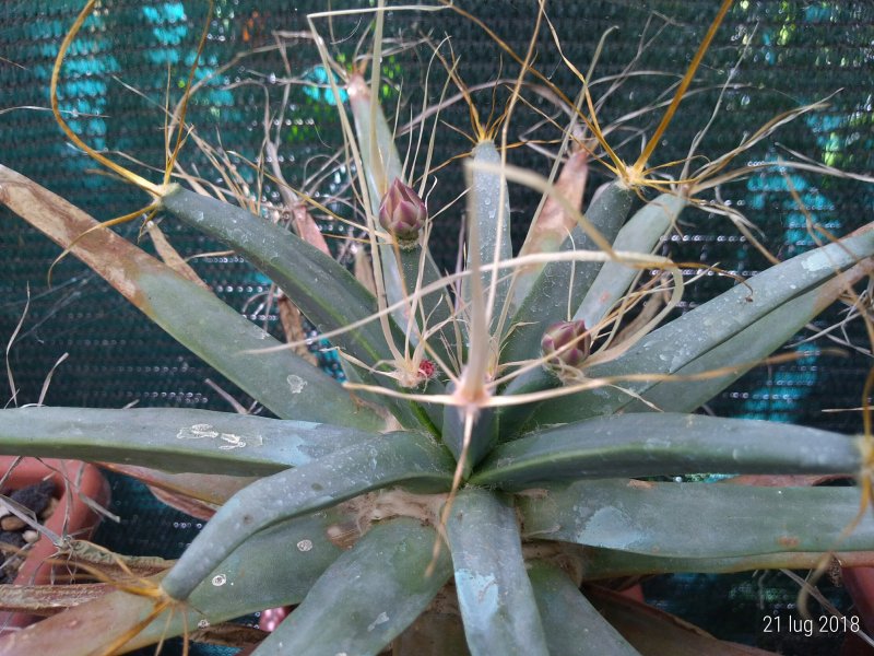 Leuchtenbergia principis 