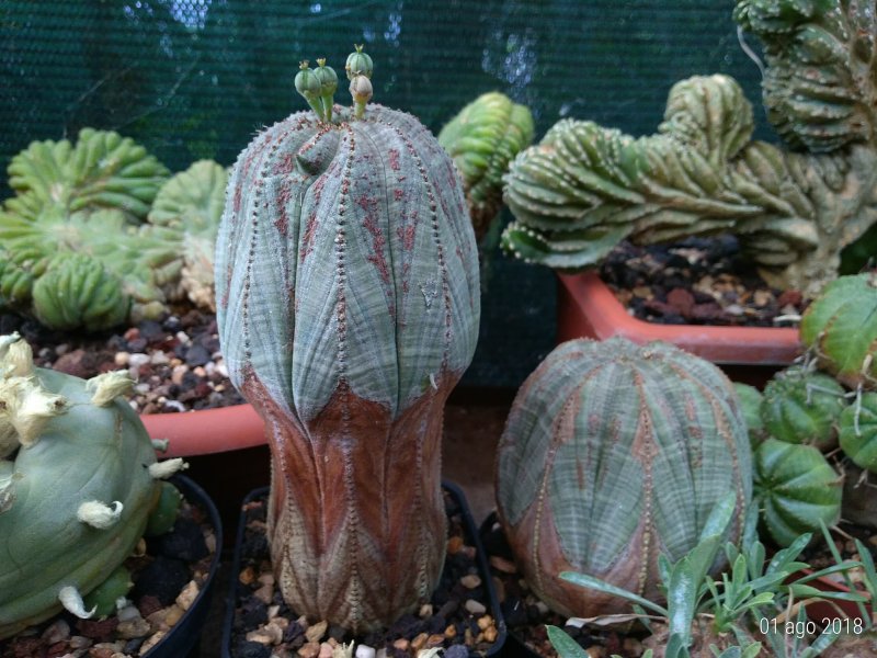 Euphorbia obesa 