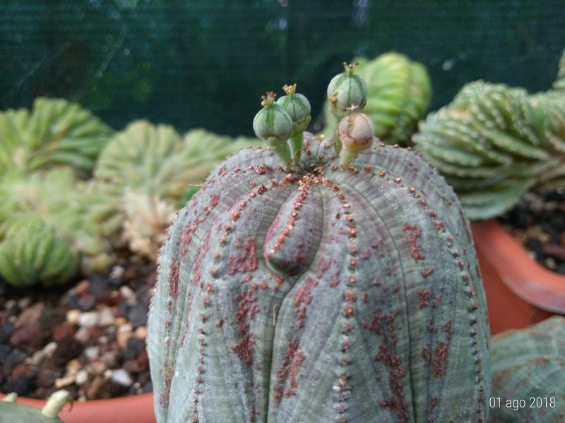 Euphorbia obesa 