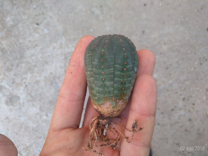 Euphorbia obesa 