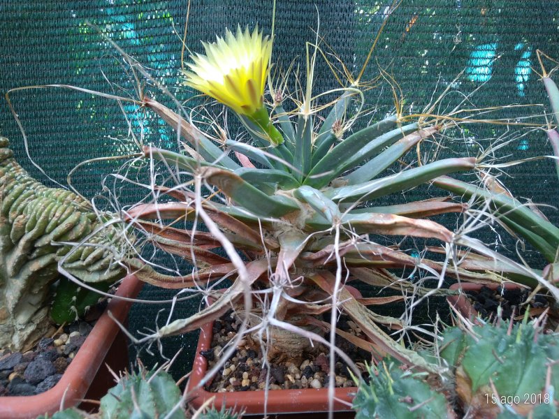 Leuchtenbergia principis 