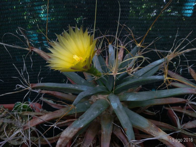 Leuchtenbergia principis 