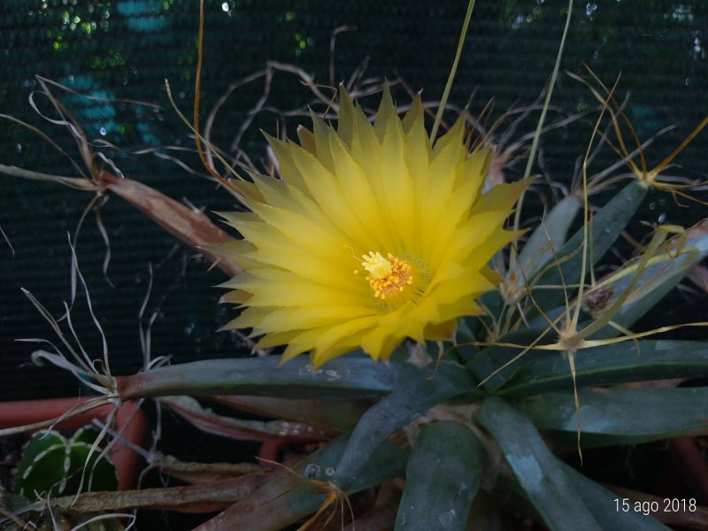 Leuchtenbergia principis 