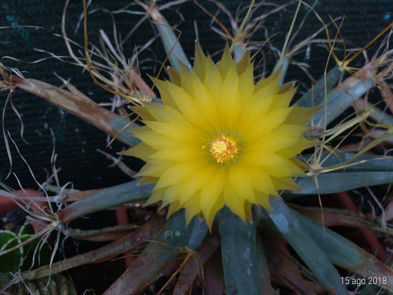 Leuchtenbergia principis 