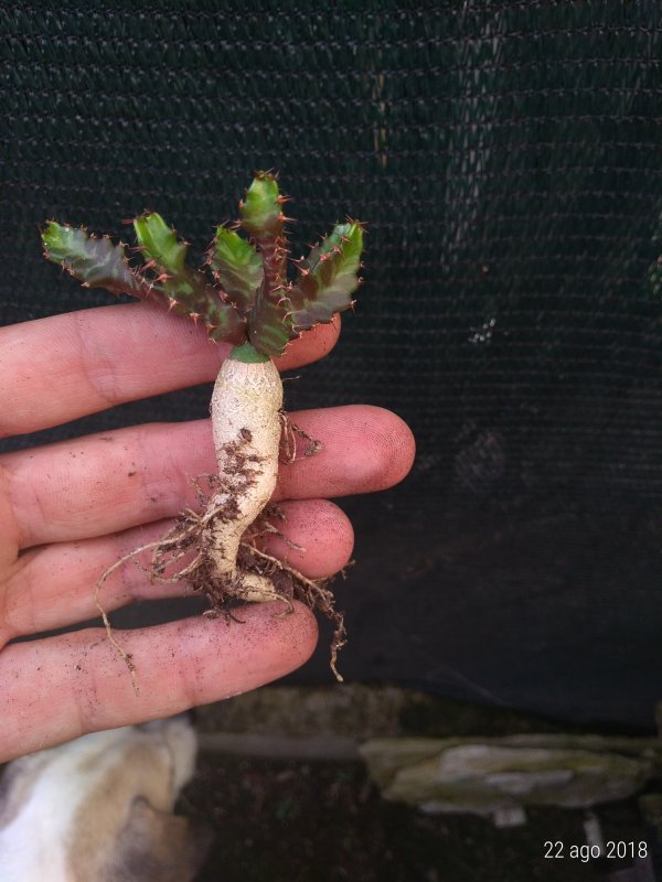 Euphorbia stellata 