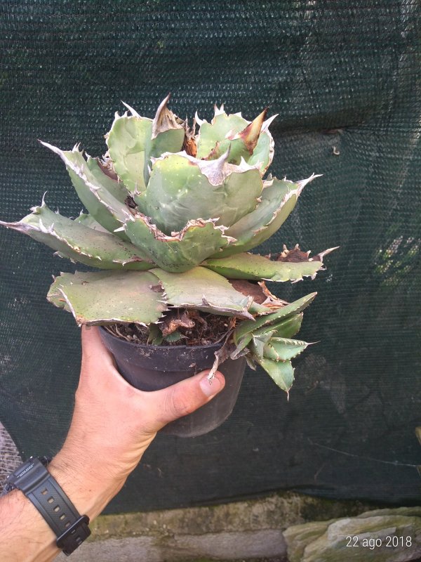 agave titanota