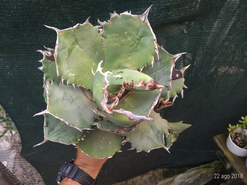 Agave titanota 