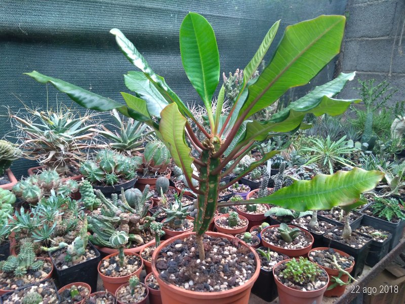 Euphorbia leuconeura 