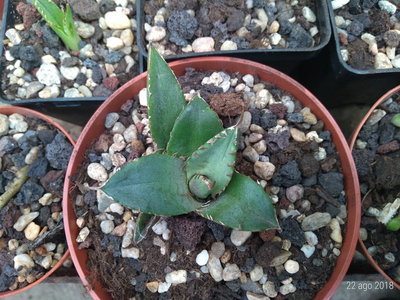 Agave titanota 