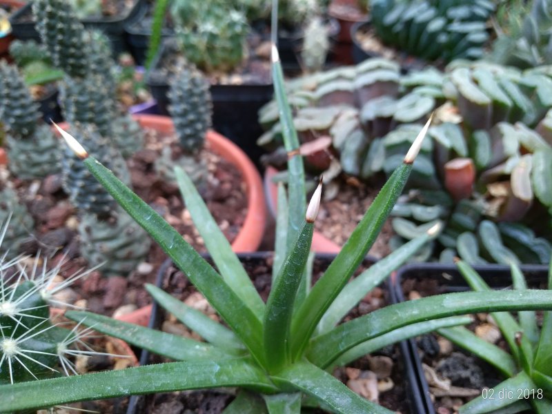 Agave albopilosa 