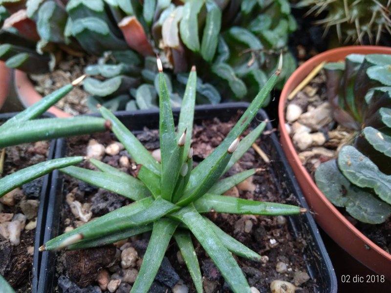 Agave albopilosa 