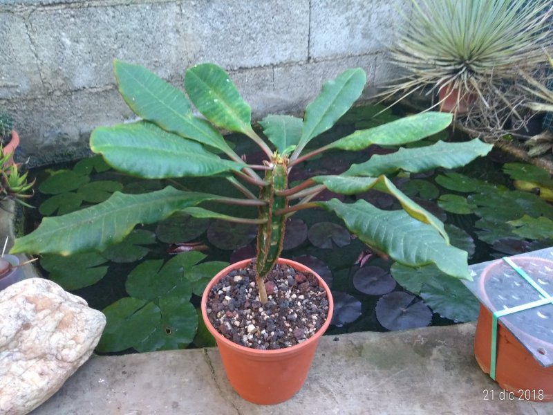 Euphorbia leuconeura 