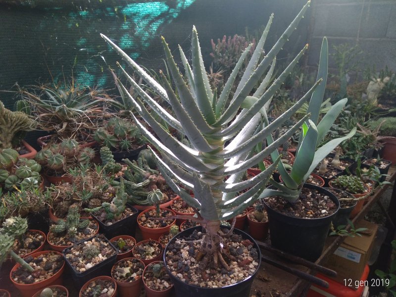 Aloe dichotoma 