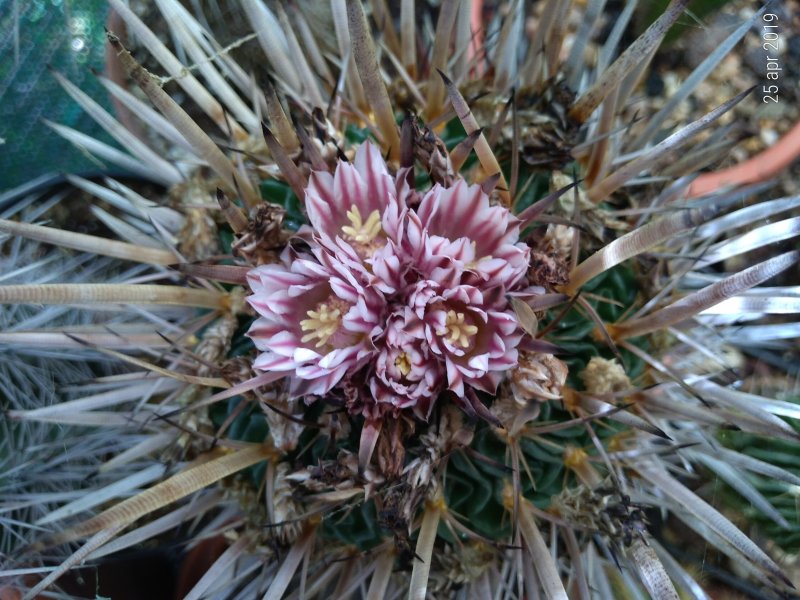 Echinofossulocactus crispatus f. longispinus 