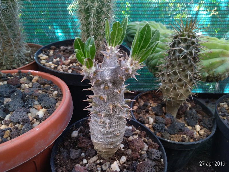 Pachypodium horombense 