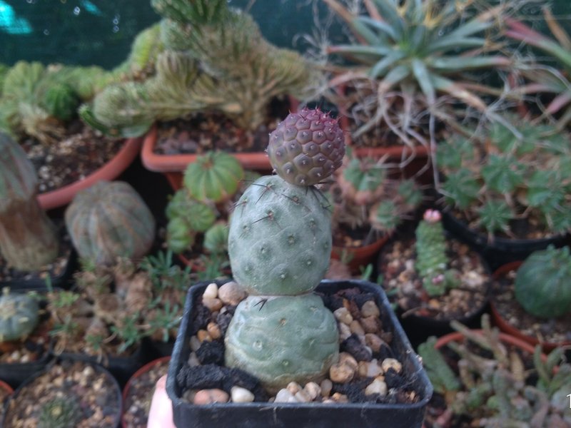 Tephrocactus geometricus 