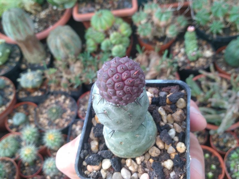 Tephrocactus geometricus 