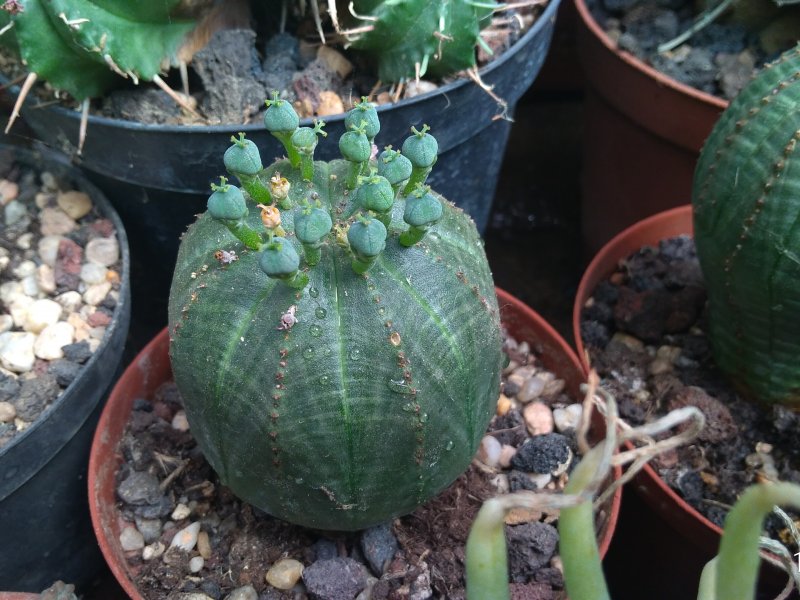 Euphorbia obesa 