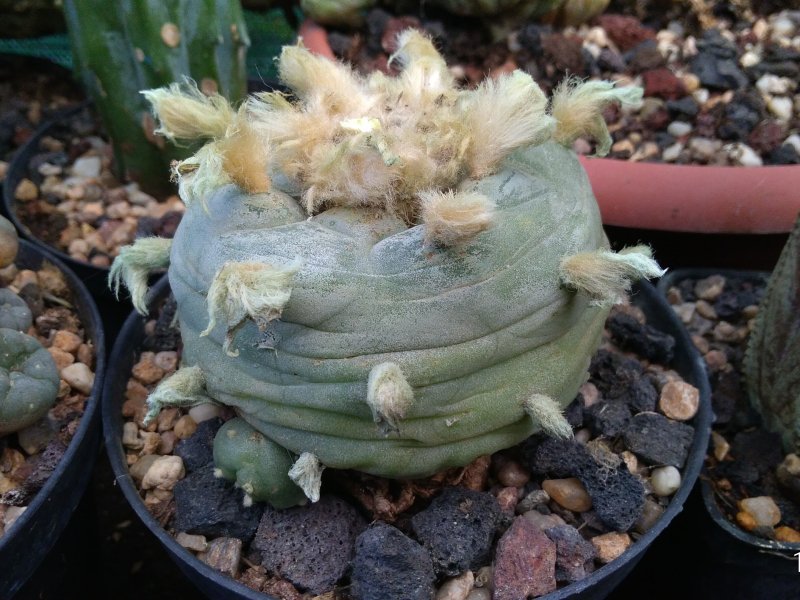 Lophophora diffusa 