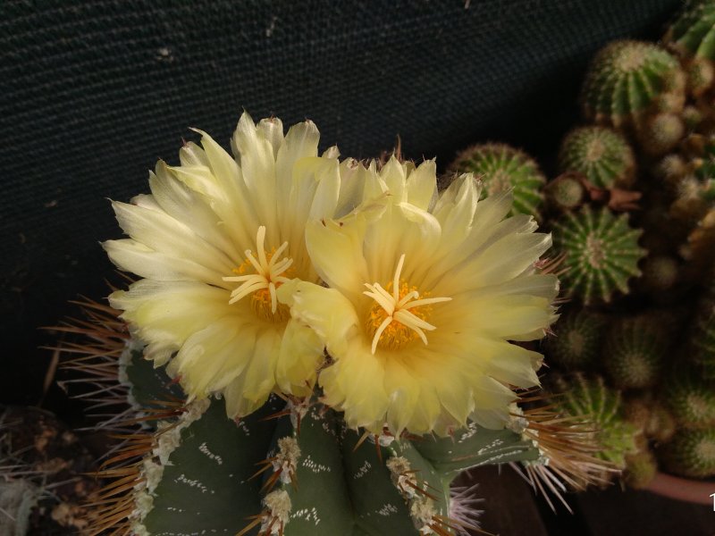 Astrophytum ornatum 