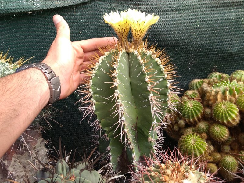 Astrophytum ornatum 