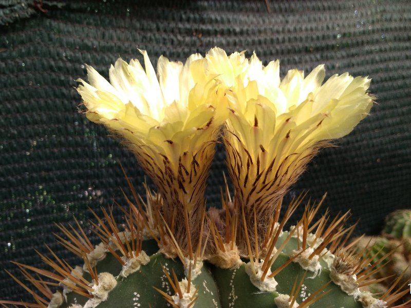 Astrophytum ornatum 