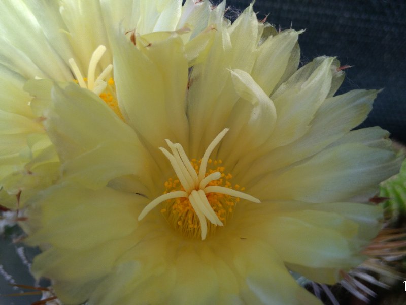 Astrophytum ornatum 