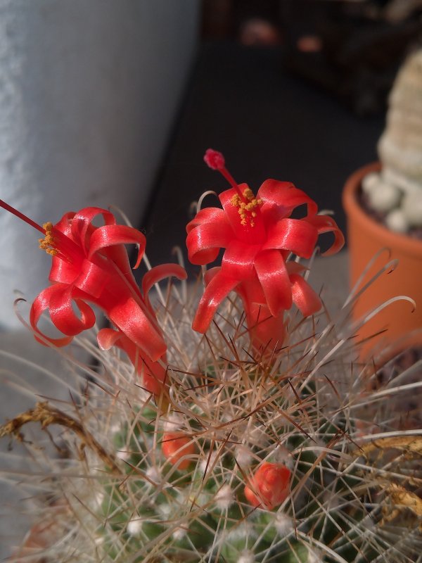 Mammillaria pondii ssp. setispina 