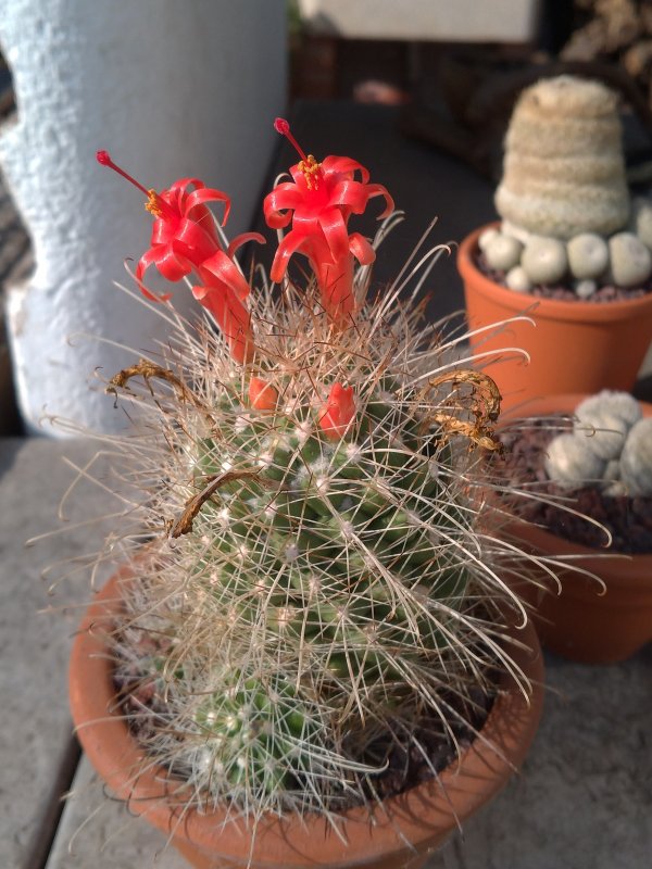 Mammillaria pondii ssp. setispina 