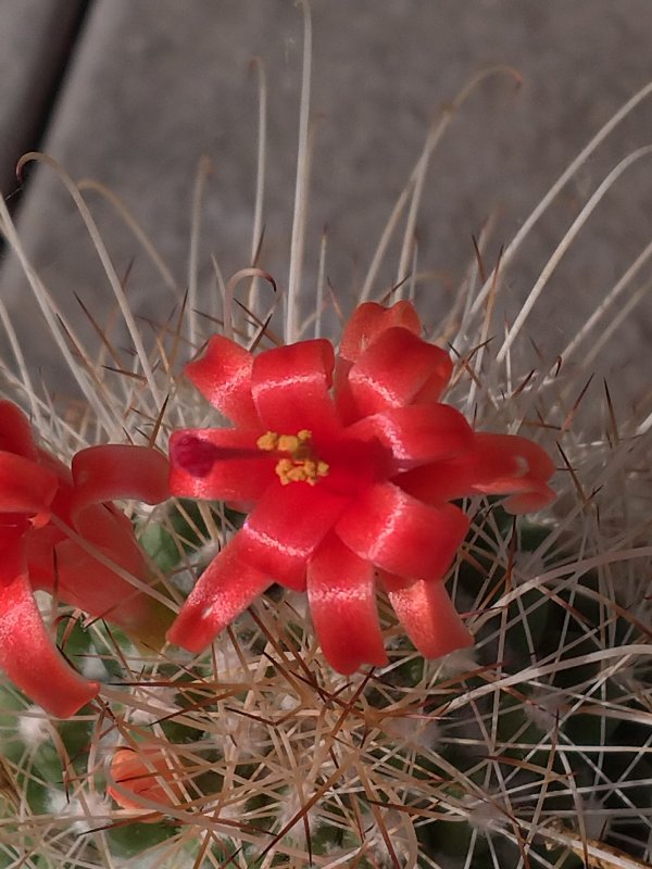 Mammillaria pondii ssp. setispina 