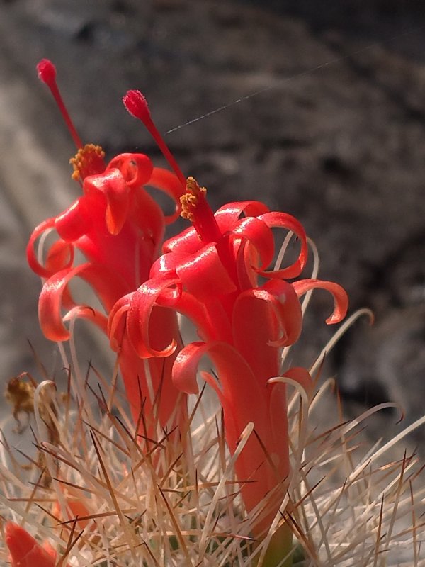 Mammillaria pondii ssp. setispina 