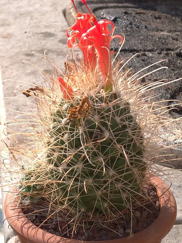 Mammillaria pondii ssp. setispina 