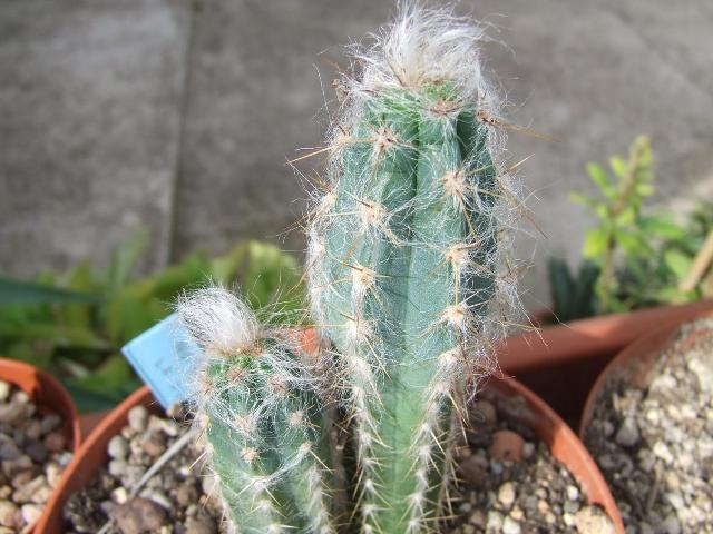 pilosocereus palmeri 