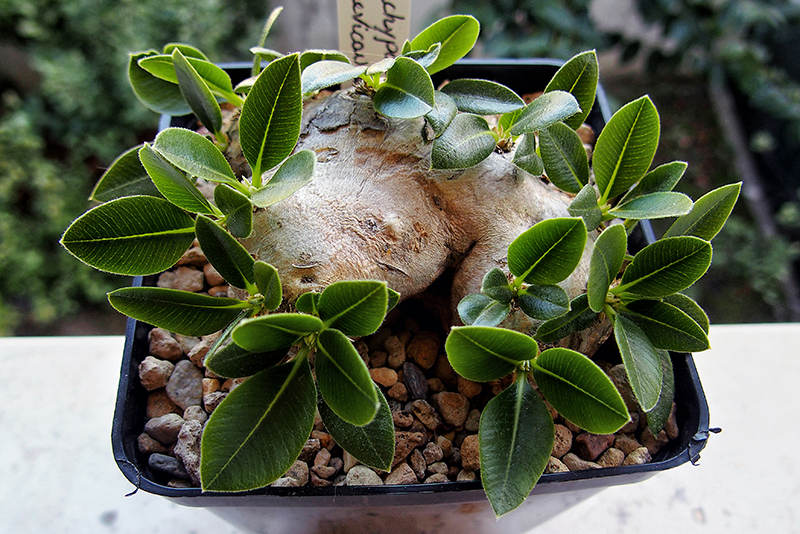 Pachypodium brevicaule 