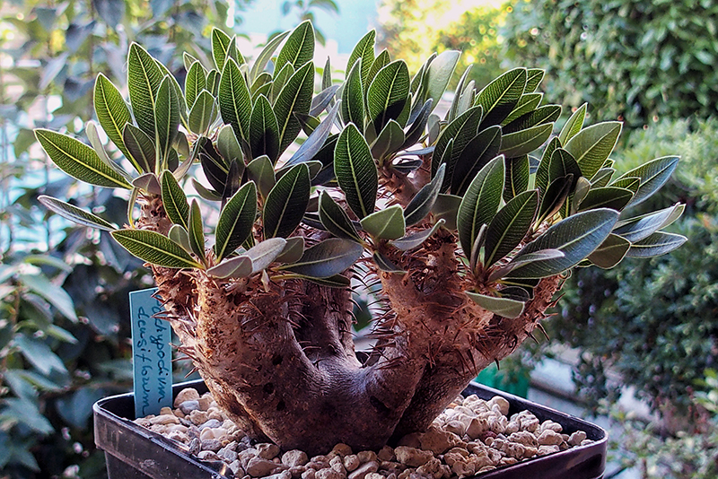 pachypodium densiflorum