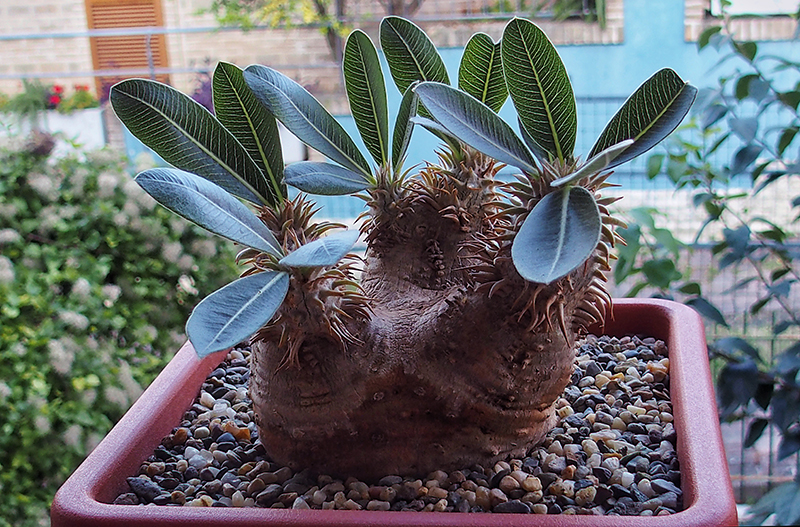 pachypodium eburneum