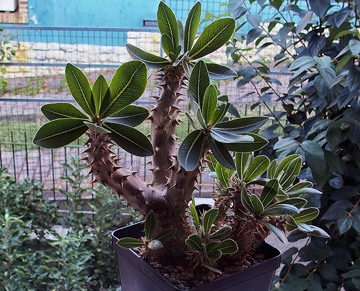 Pachypodium horombense 