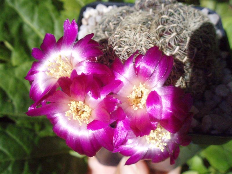 Sulcorebutia crispata 